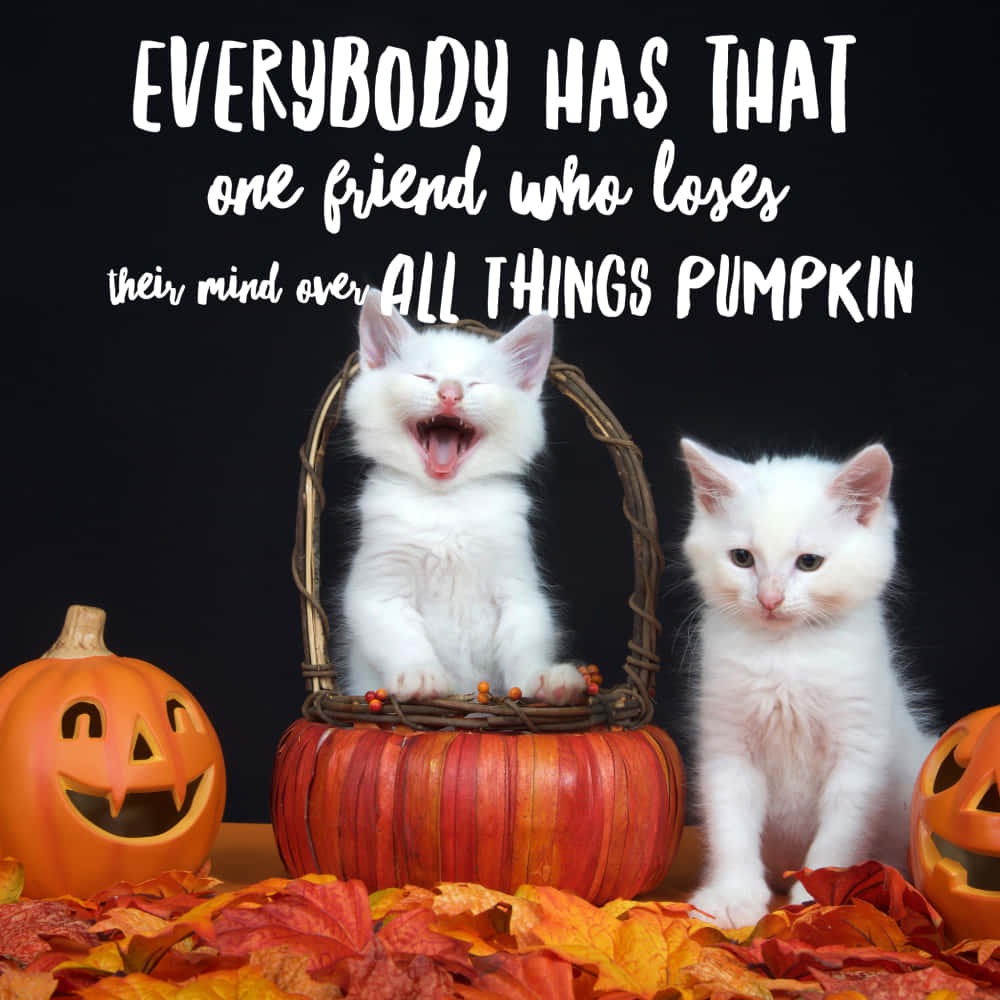 Funny Halloween White Cats Pictures
