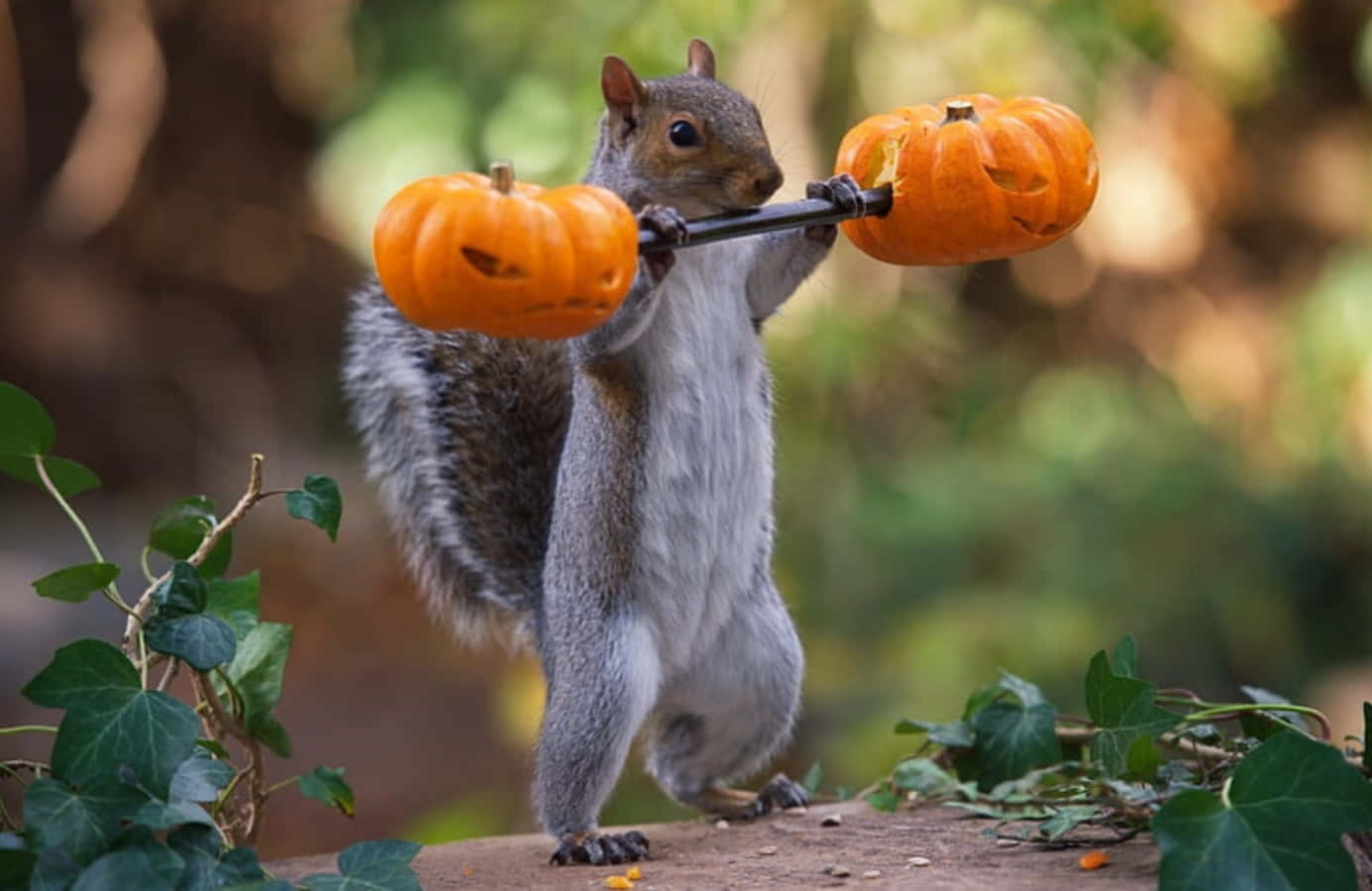 Sjove Halloween Egern Billeder med orange Græskar