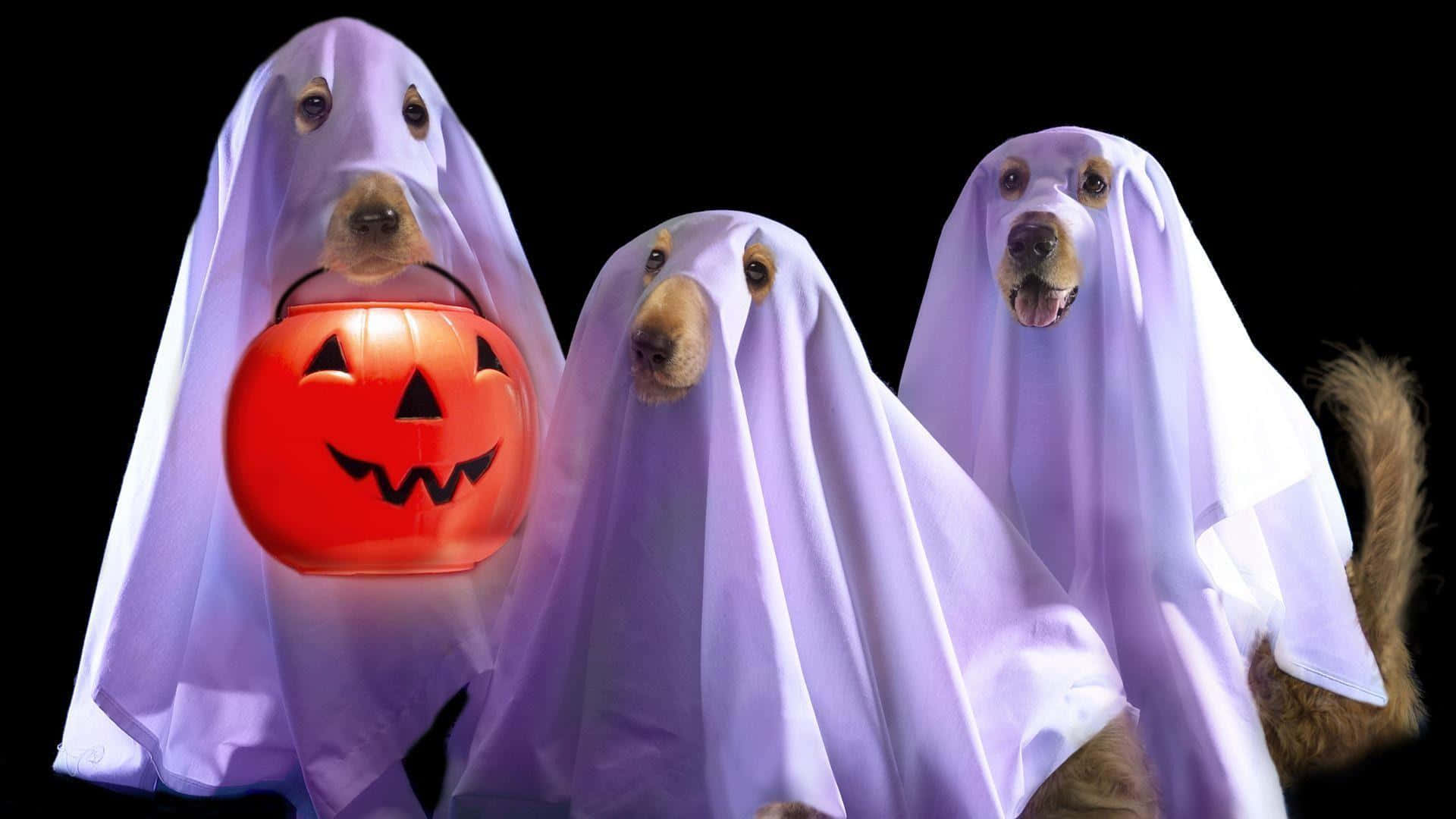 Sjove spøgelses hundehalloween billeder