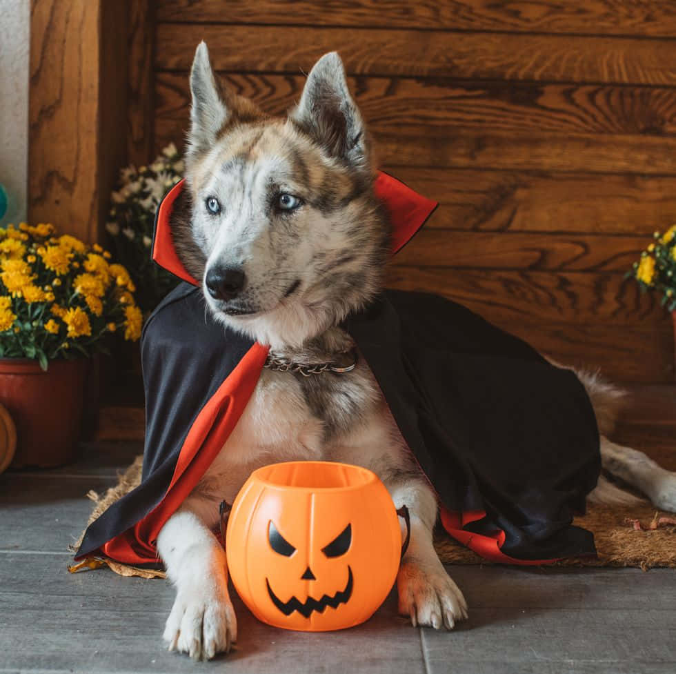 Divertidasimágenes De Huskies En Halloween