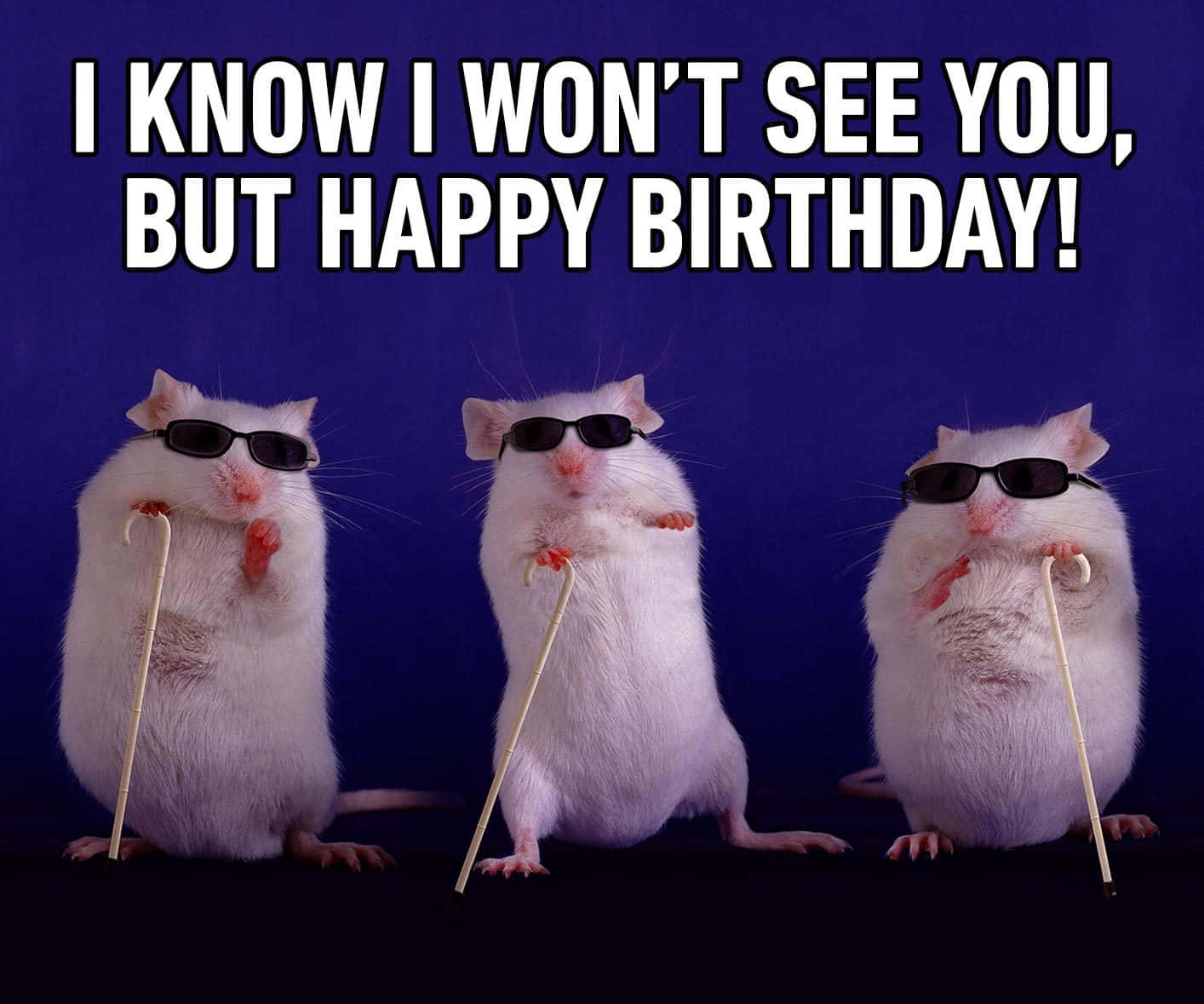 Funny Hamster Birthday Picture