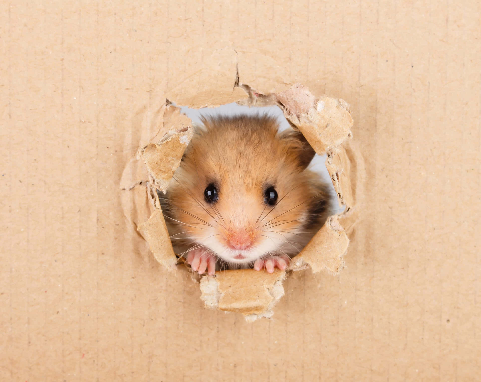 Funny Cardboard Hole Hamster Pictures