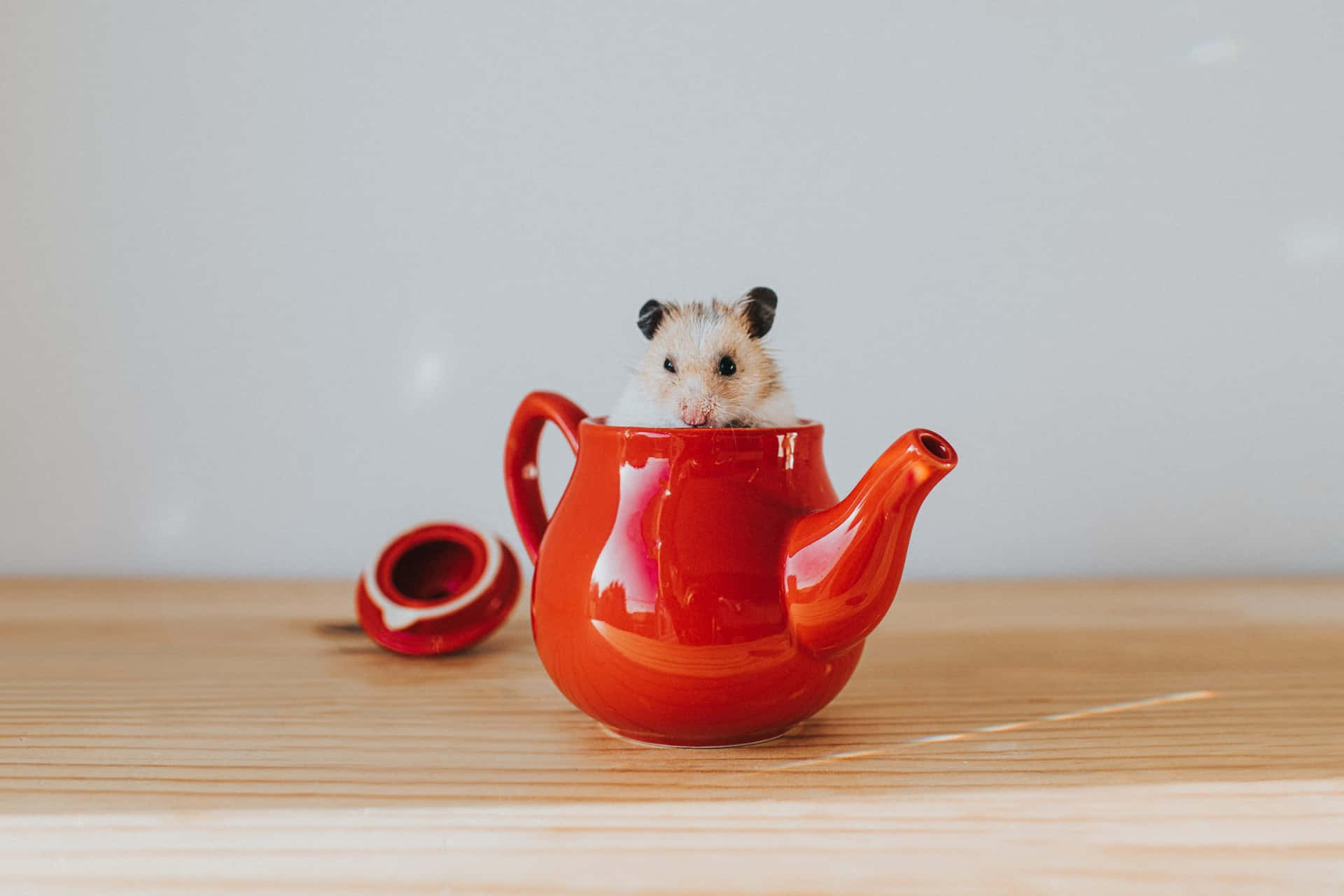 Funny Teacup Hamster Pictures
