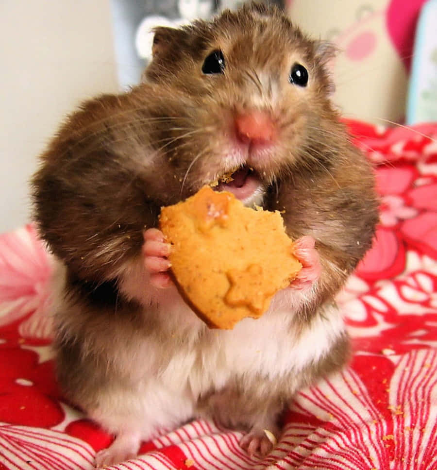 Funny Eating Cookie Hamster Pictures