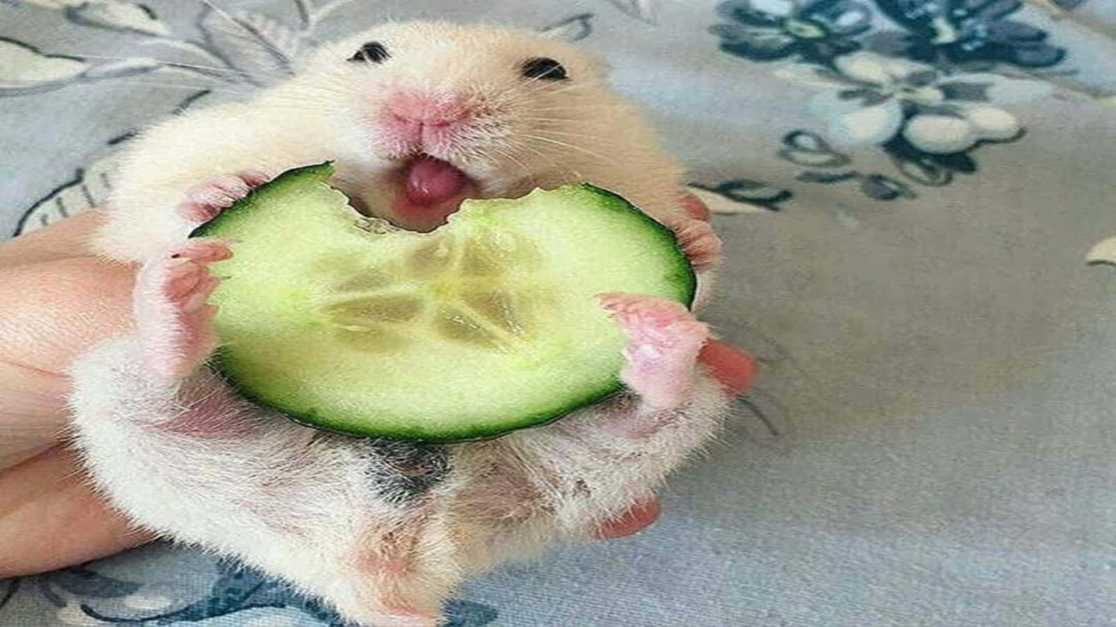 Funny Eating Cucumber Hamster Pictures