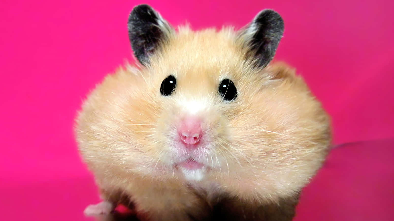 Funny Fat Cheeks Hamster Pictures