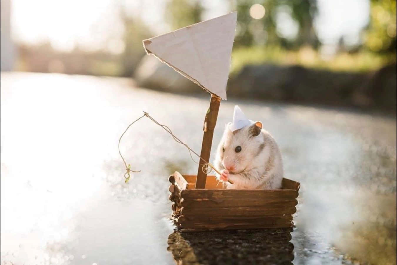 Funny Sailing Hamster Pictures