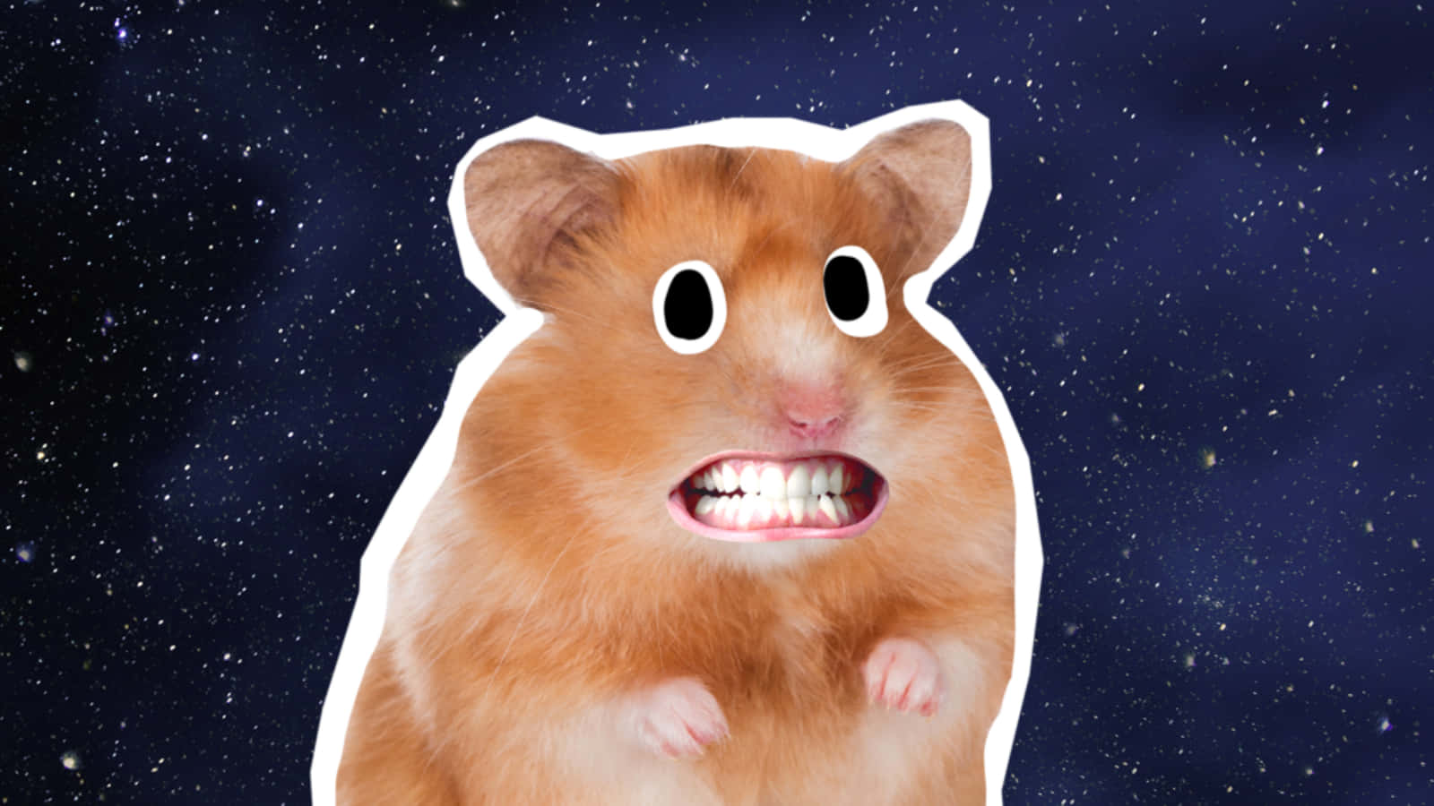 Funny Hamster Meme Pictures