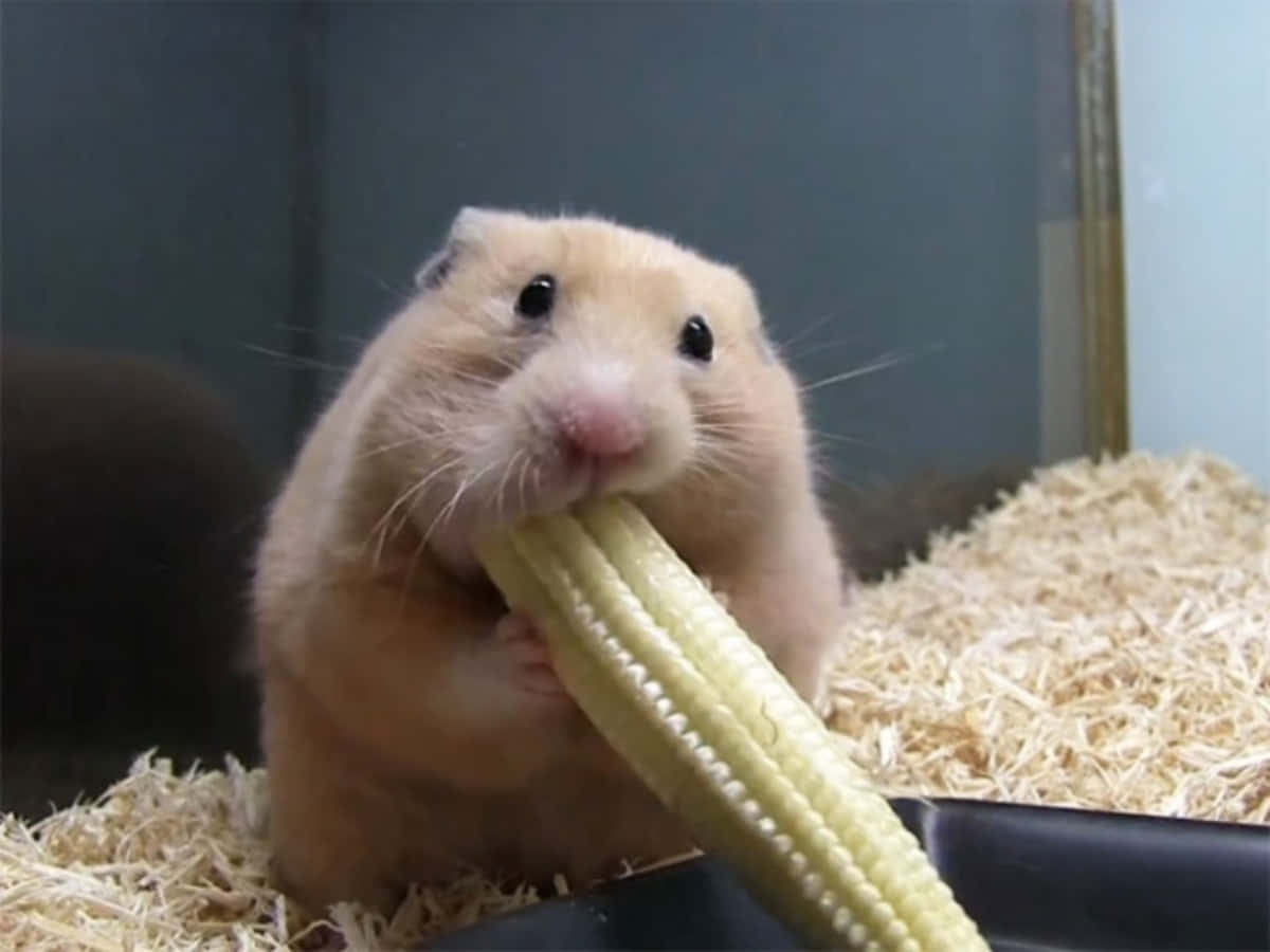 Funny Eating Corn Hamster Pictures