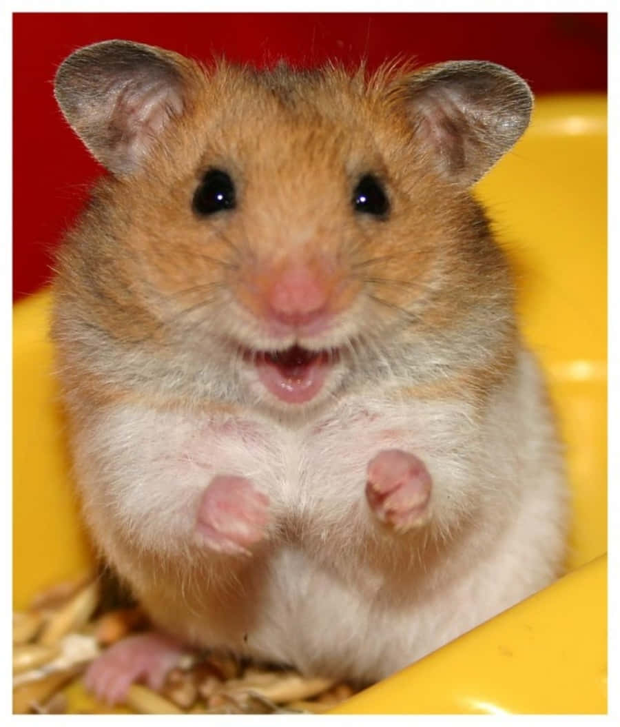 Funny Sweet Hamster Pictures