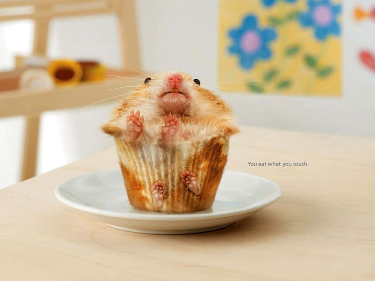 Kagedej Sjove Hamster Billeder med sjove smilende ansigter