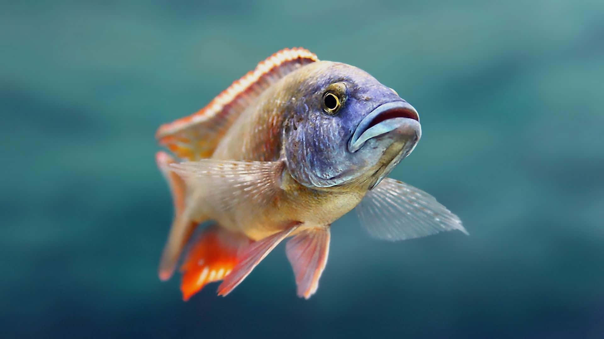 Funny Head Color Fish Picture