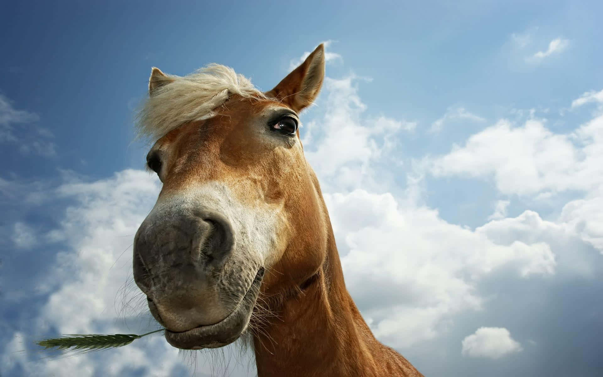 Handsome Funny Horse Pictures 1920 x 1200 Picture