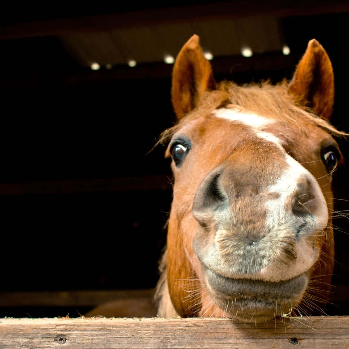 Funny Horse Fake Smile Pictures 1200 x 1200 Picture