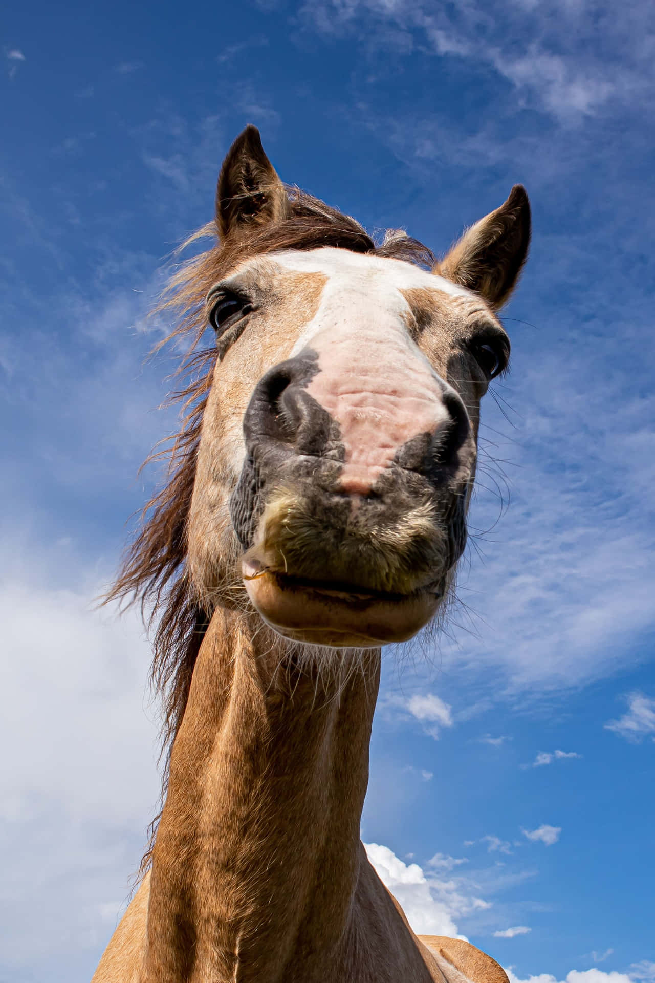 Selfie Funny Horse Pictures 2177 x 3265 Picture