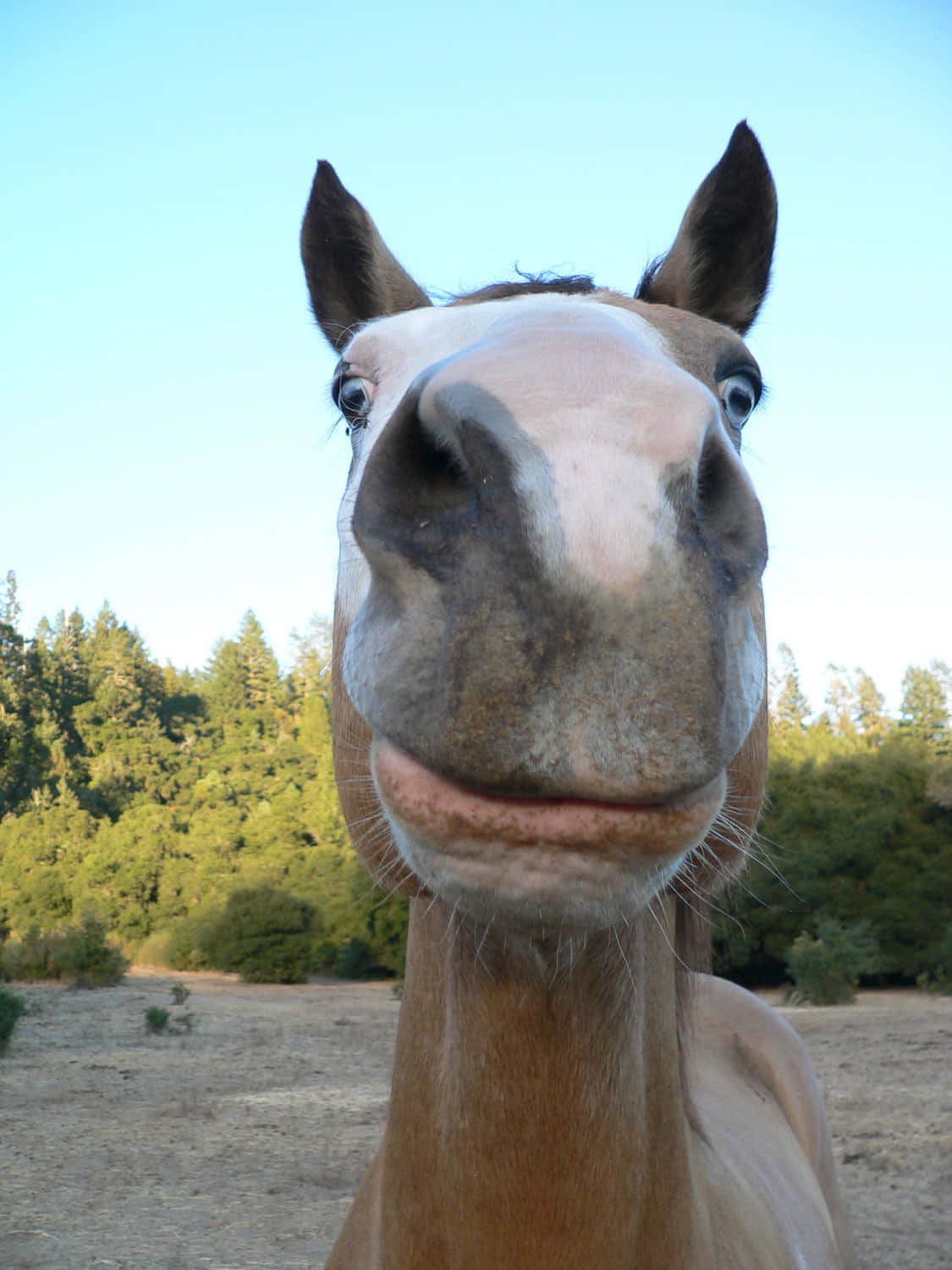 Funny Horse Smirking Pictures 1125 x 1500 Picture