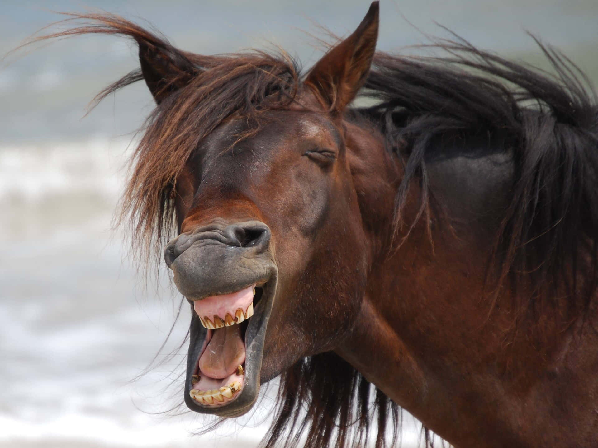 Funny Horse By The Sea Pictures 2560 x 1920 Picture