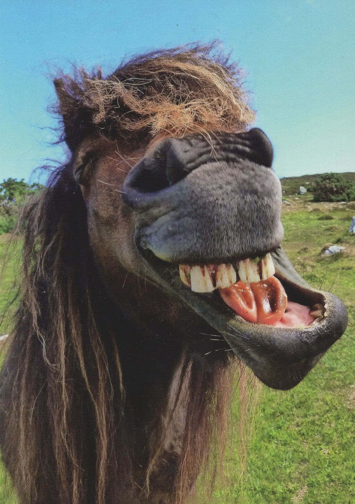 Funny Horse Laughing Pictures 1222 x 1733 Picture