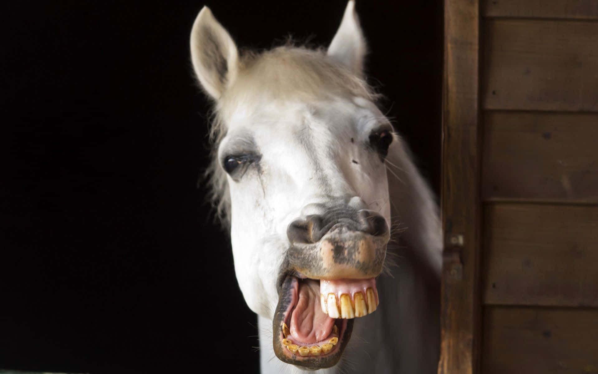 Funny Horse Yellow Teeth Pictures 1920 x 1200 Picture