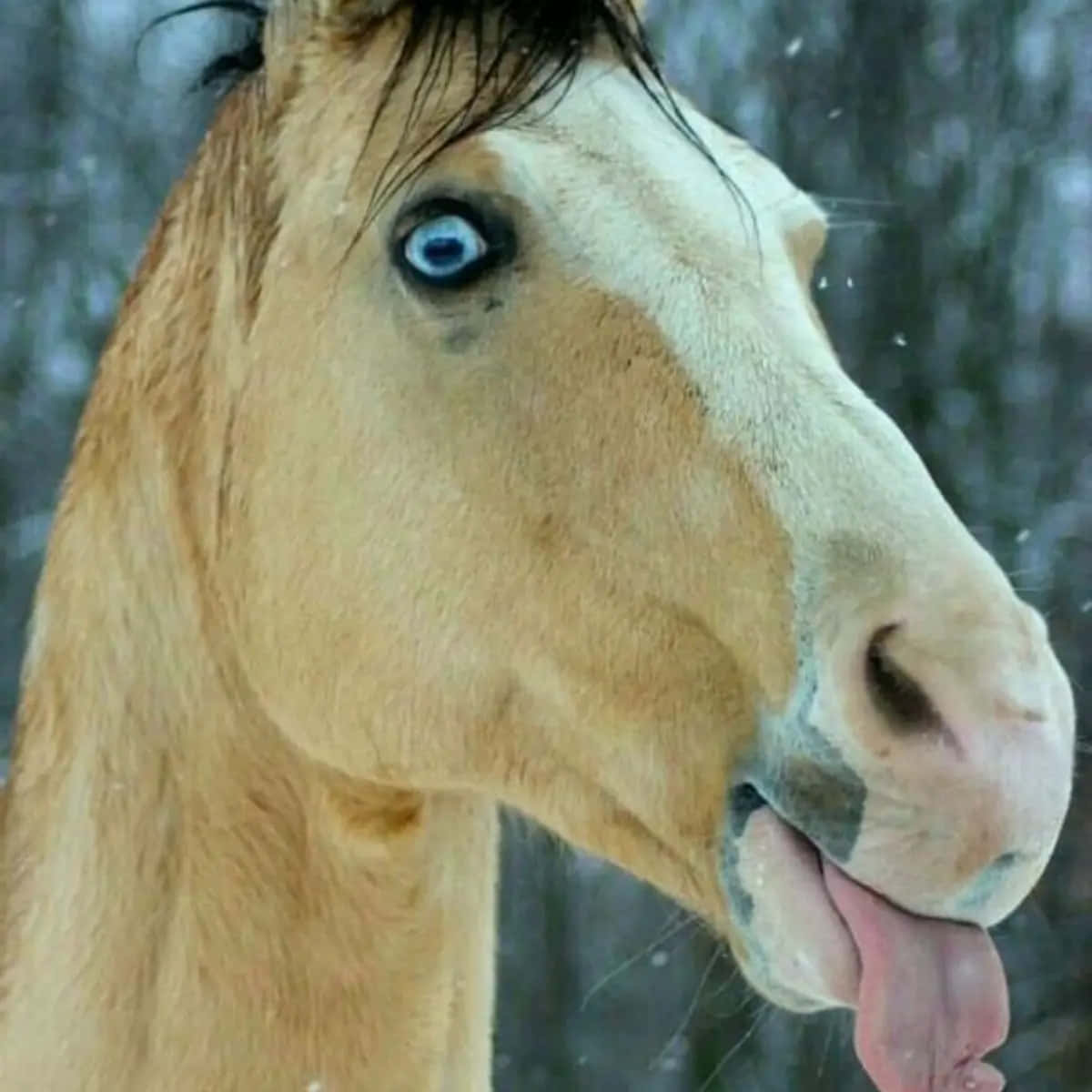 Funny Horse Tongue-out Pictures 1200 x 1200 Picture