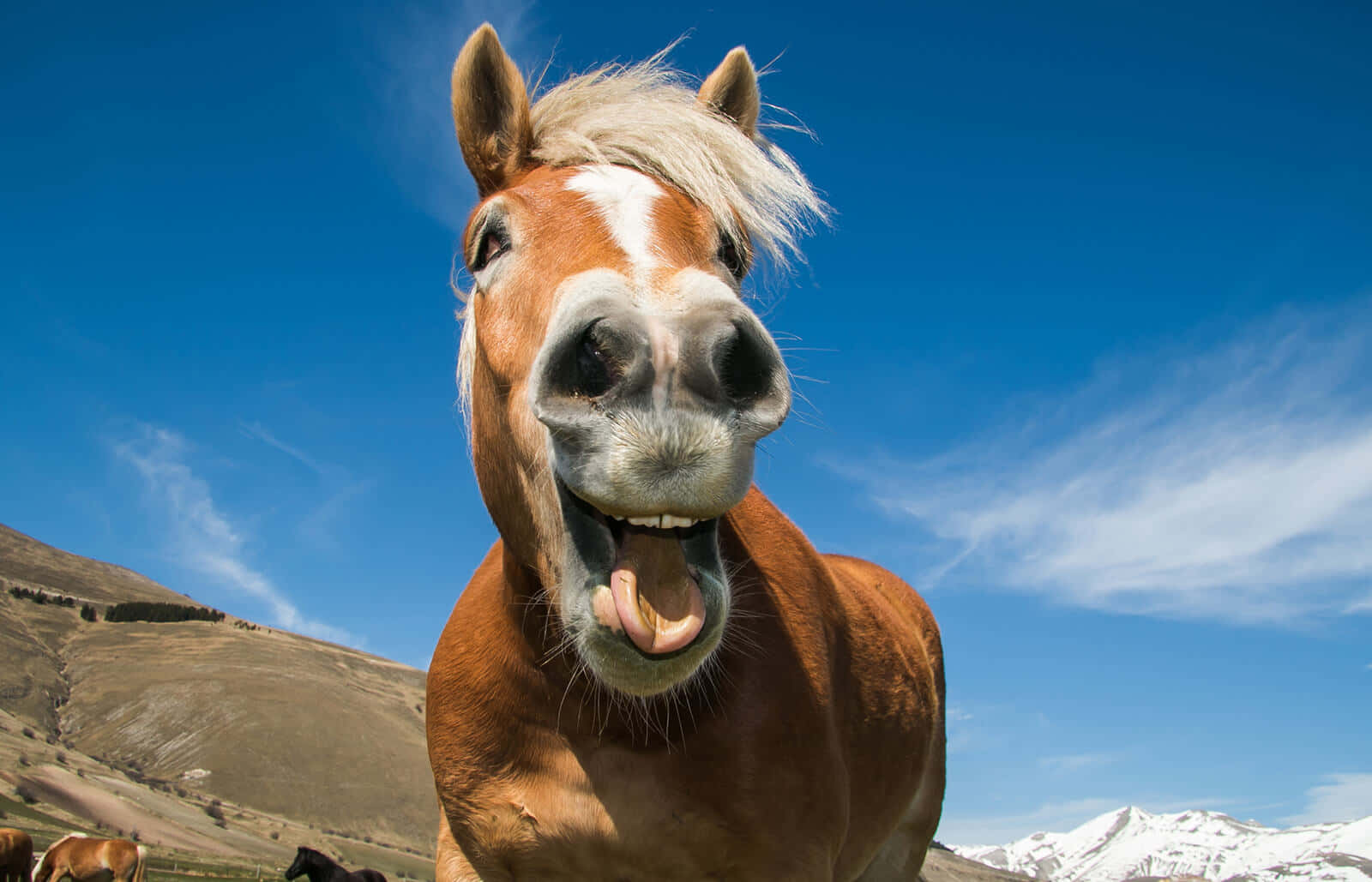 Happy Funny Horse Pictures 1600 x 1029 Picture