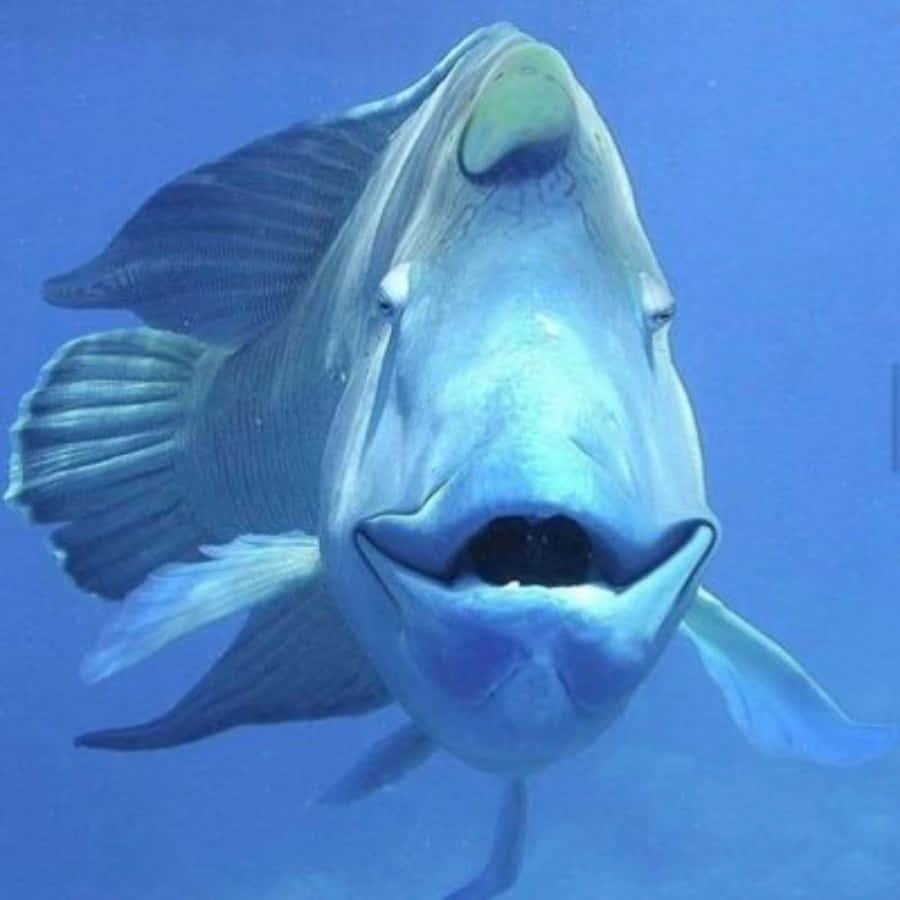 Funny Humphead Fish Picture