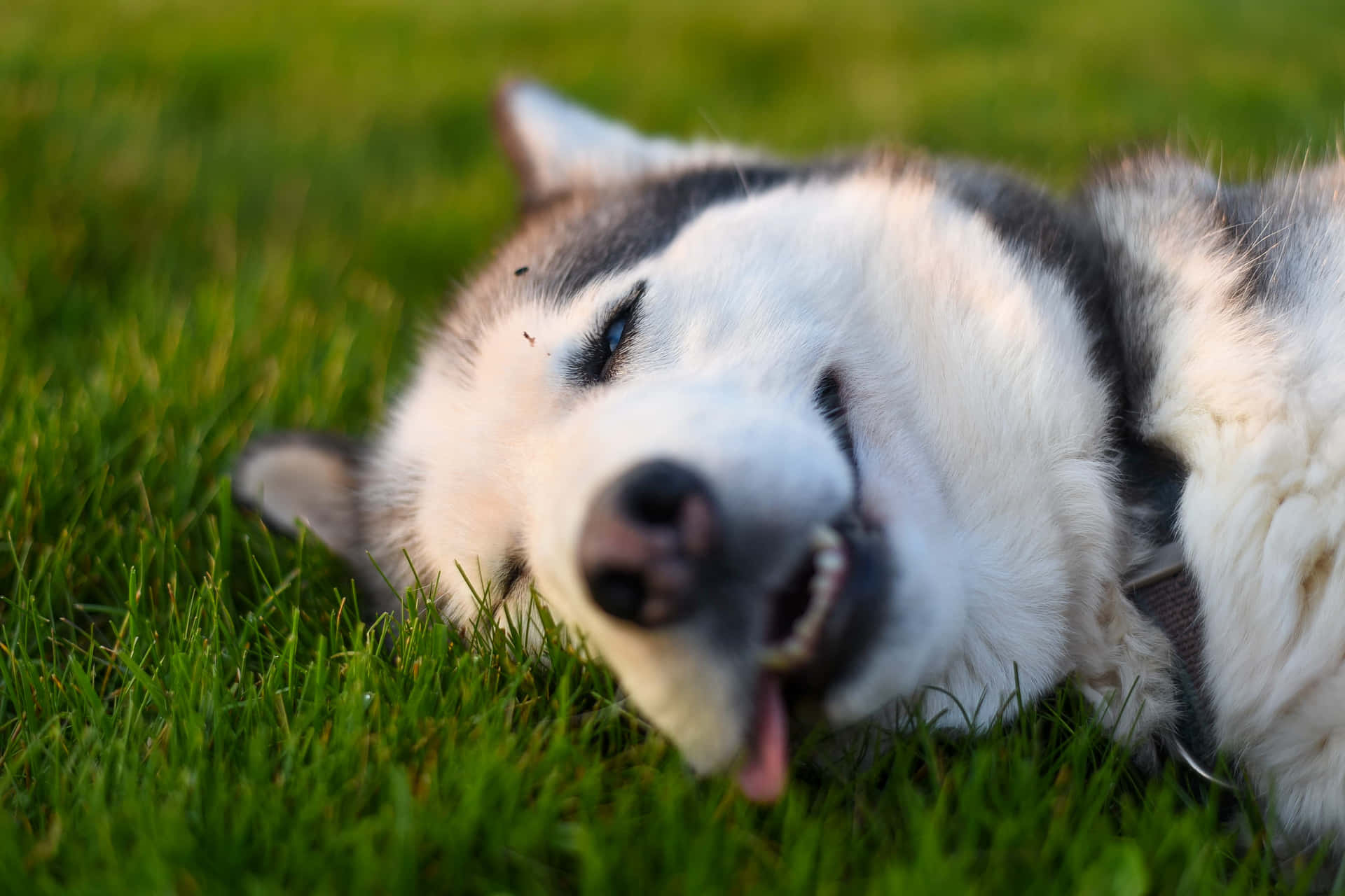 Sjove huskies, der sover på græsplæne billede