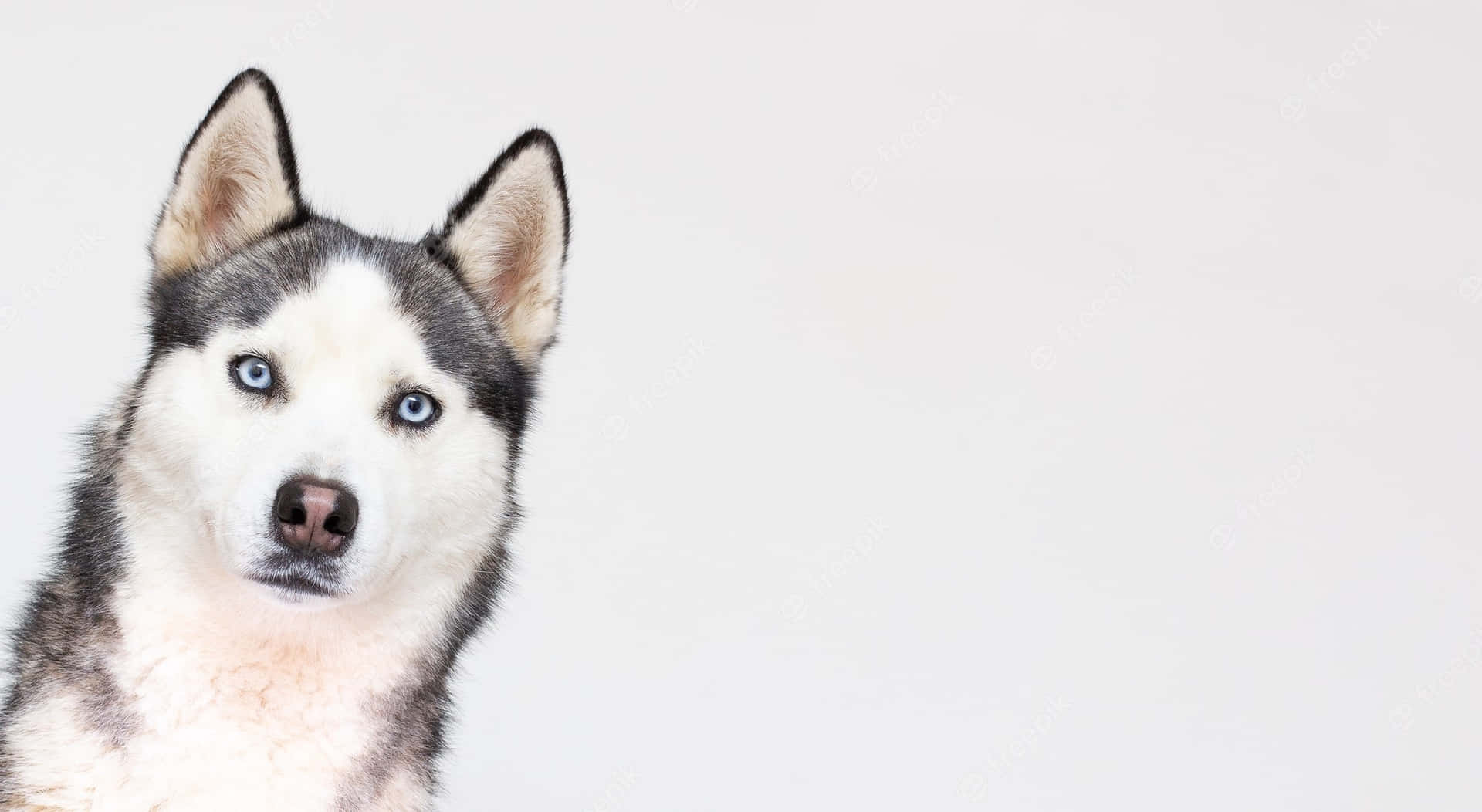 Funny Huskies Blue Eyes On White Picture