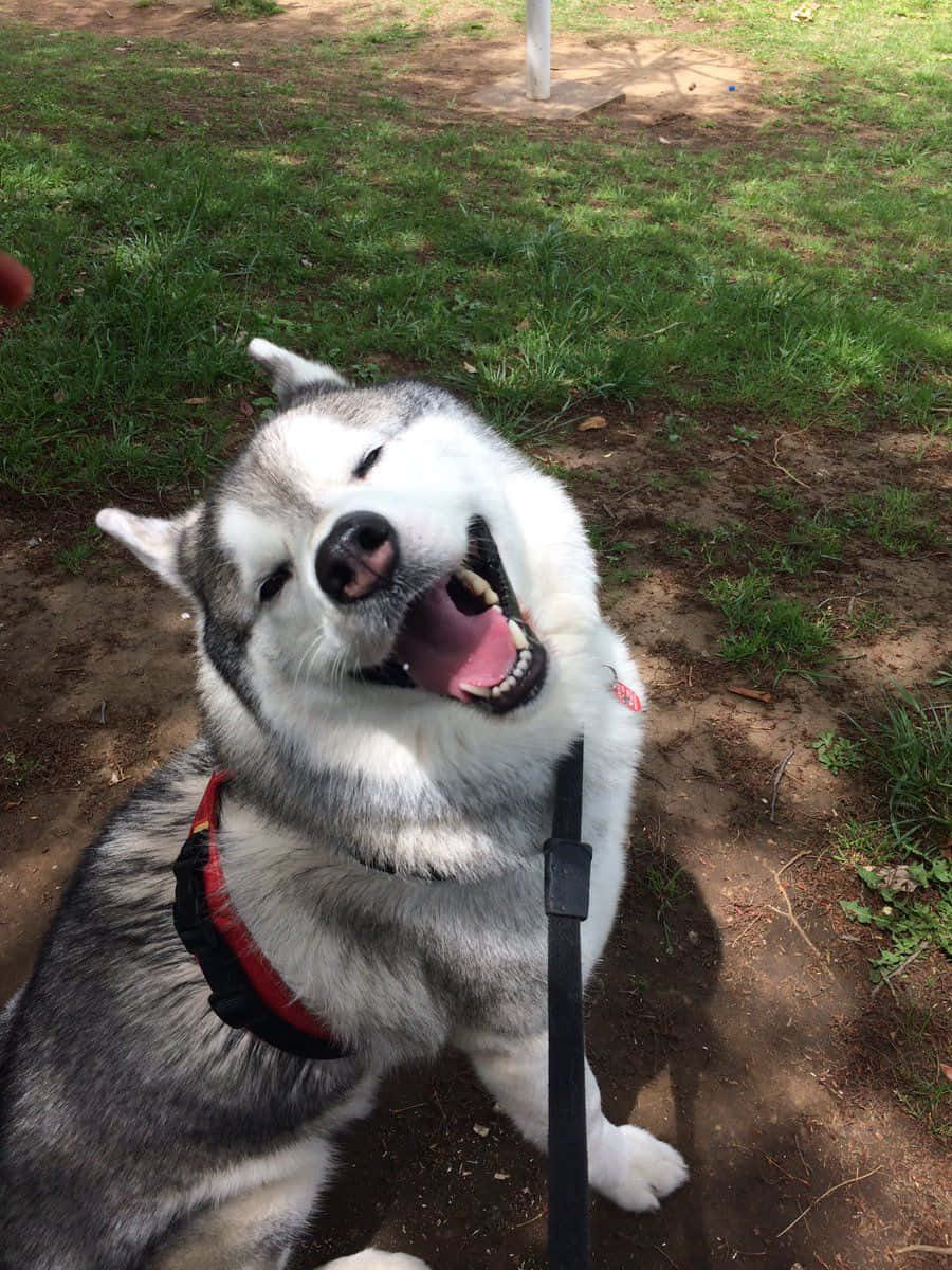Funny Huskies Laughing On Grass Picture