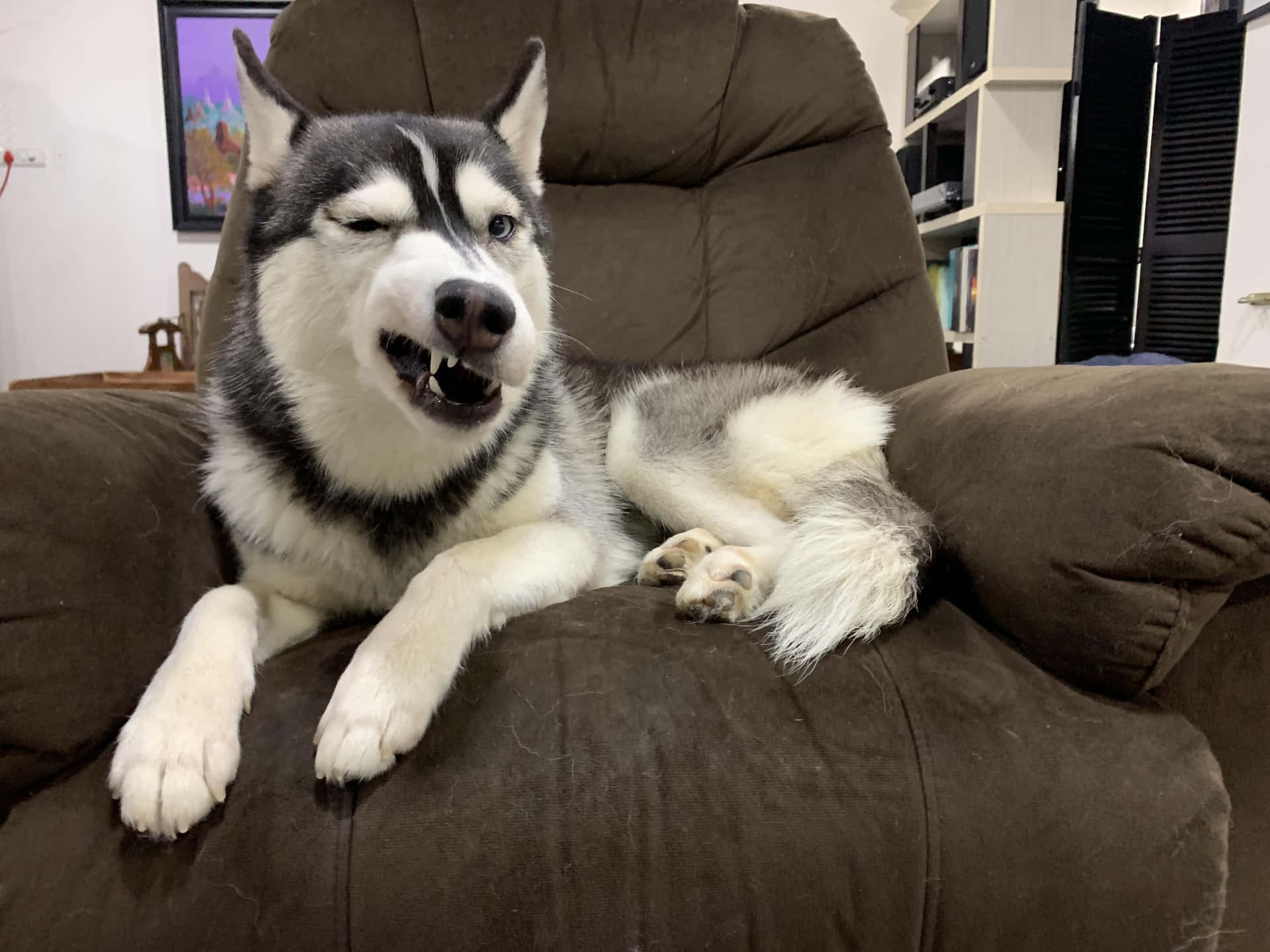 Funny Huskies Growling On Chair Picture