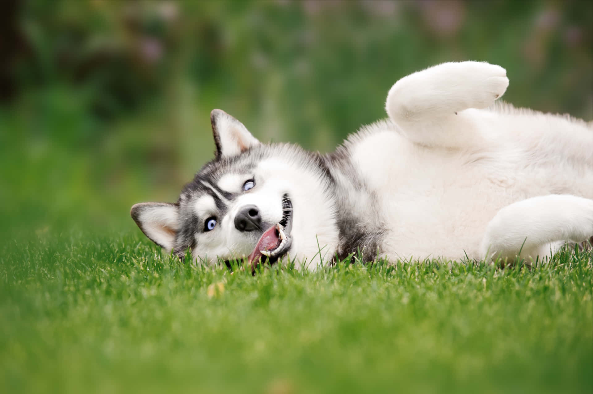 Lustiges Bild Von Huskies Mit Lustigem Gesicht Auf Gras