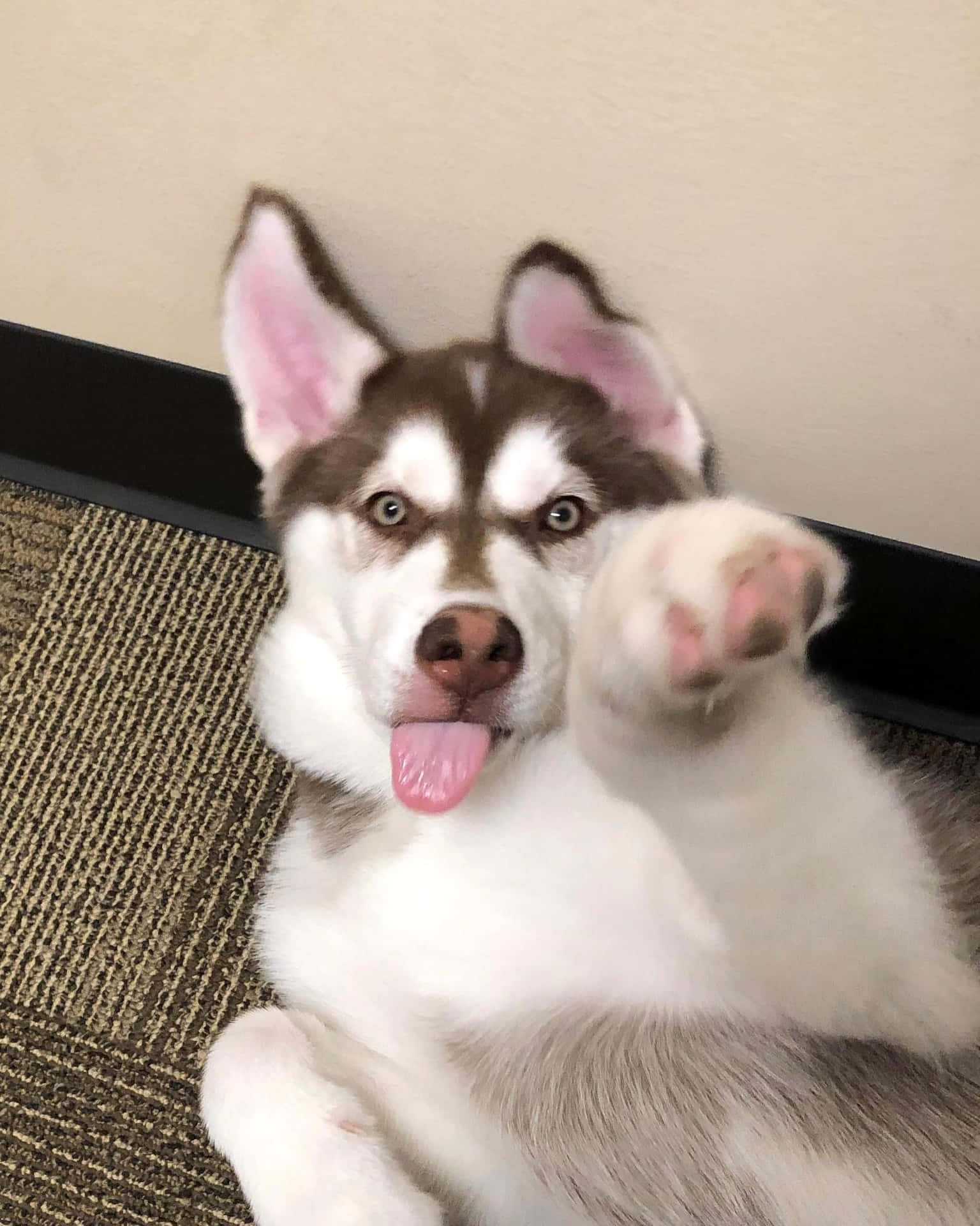 Funny Huskies Pointing Forward Picture