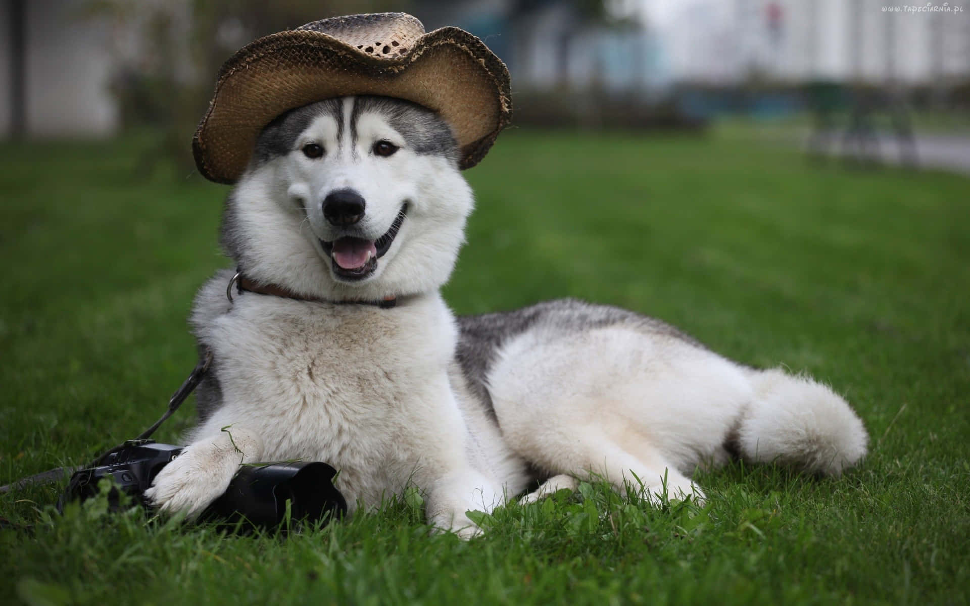 Funny Huskies Wearing Hat On Grass Picture
