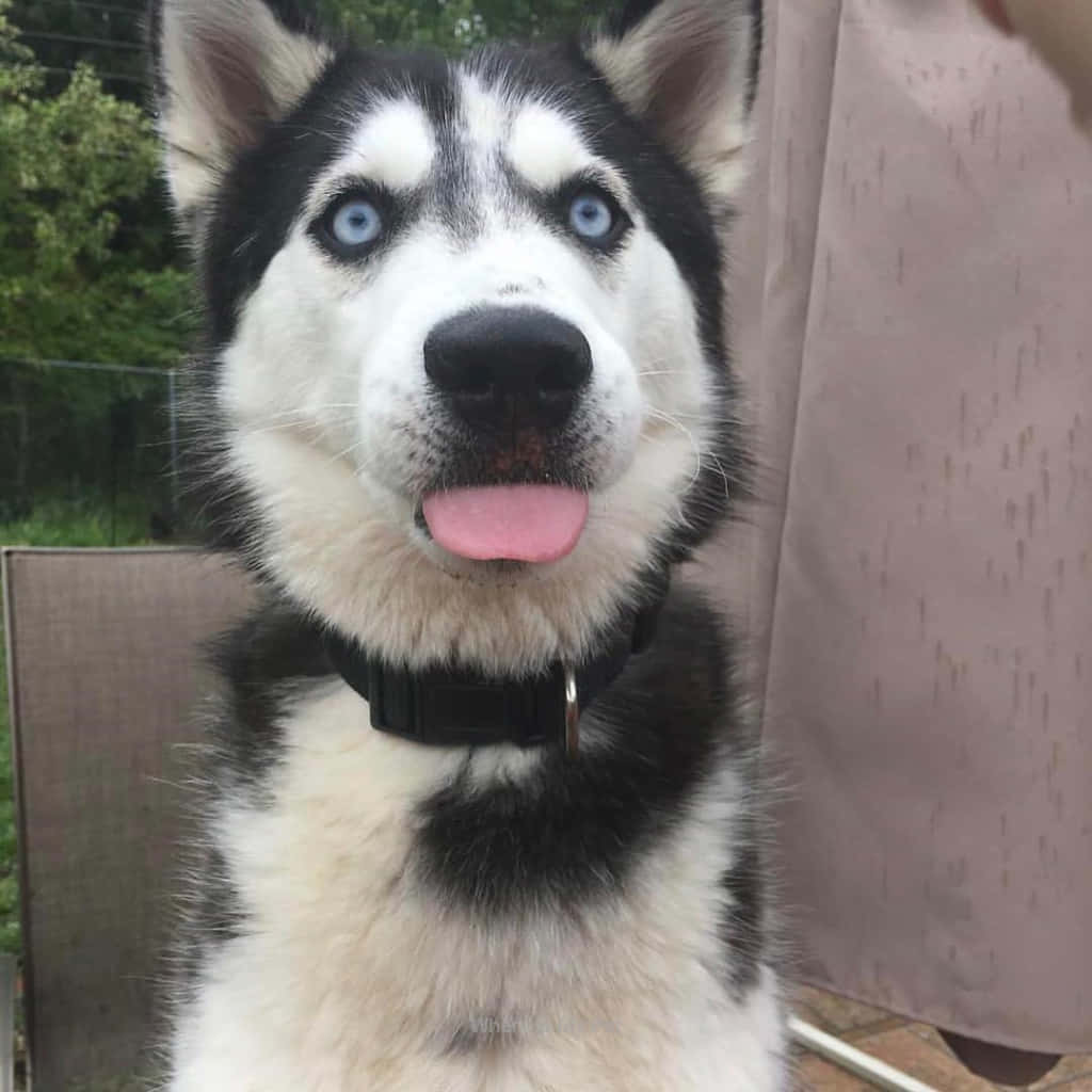Funny Huskies Sticking Tongue Out Picture