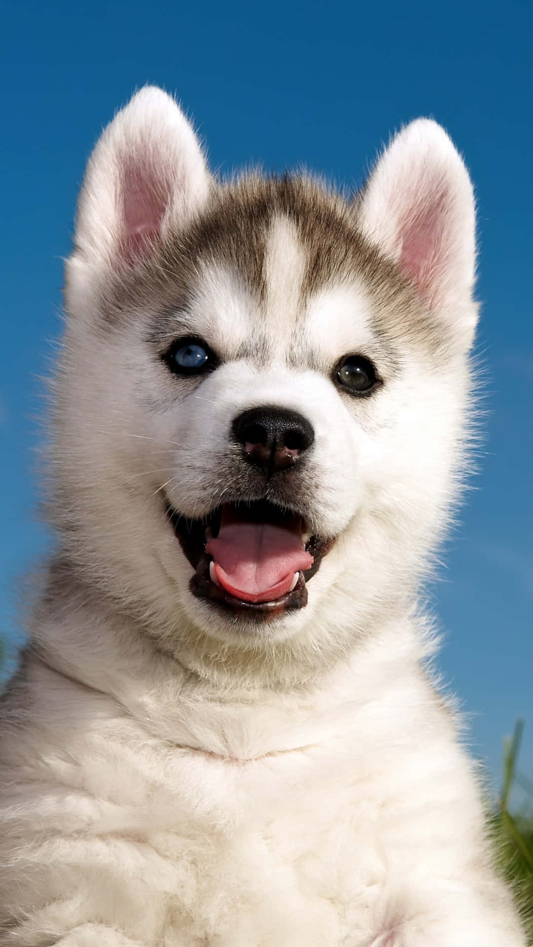 Funny Huskies Cute Fluffy Puppy Picture