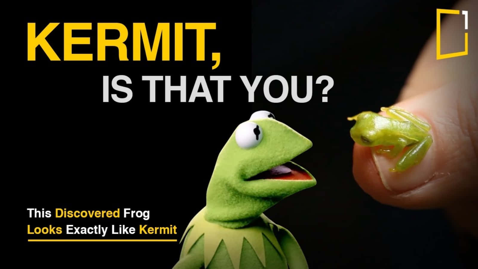 Er det dig der, Sjov Kermit? billedet