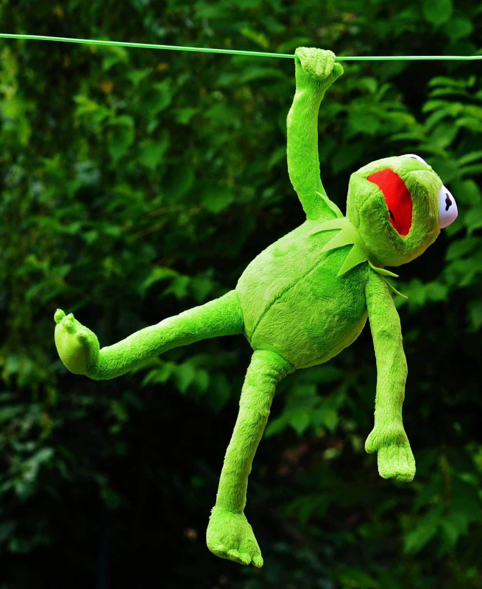 Funny Kermit Clinging To Green Rope Picture