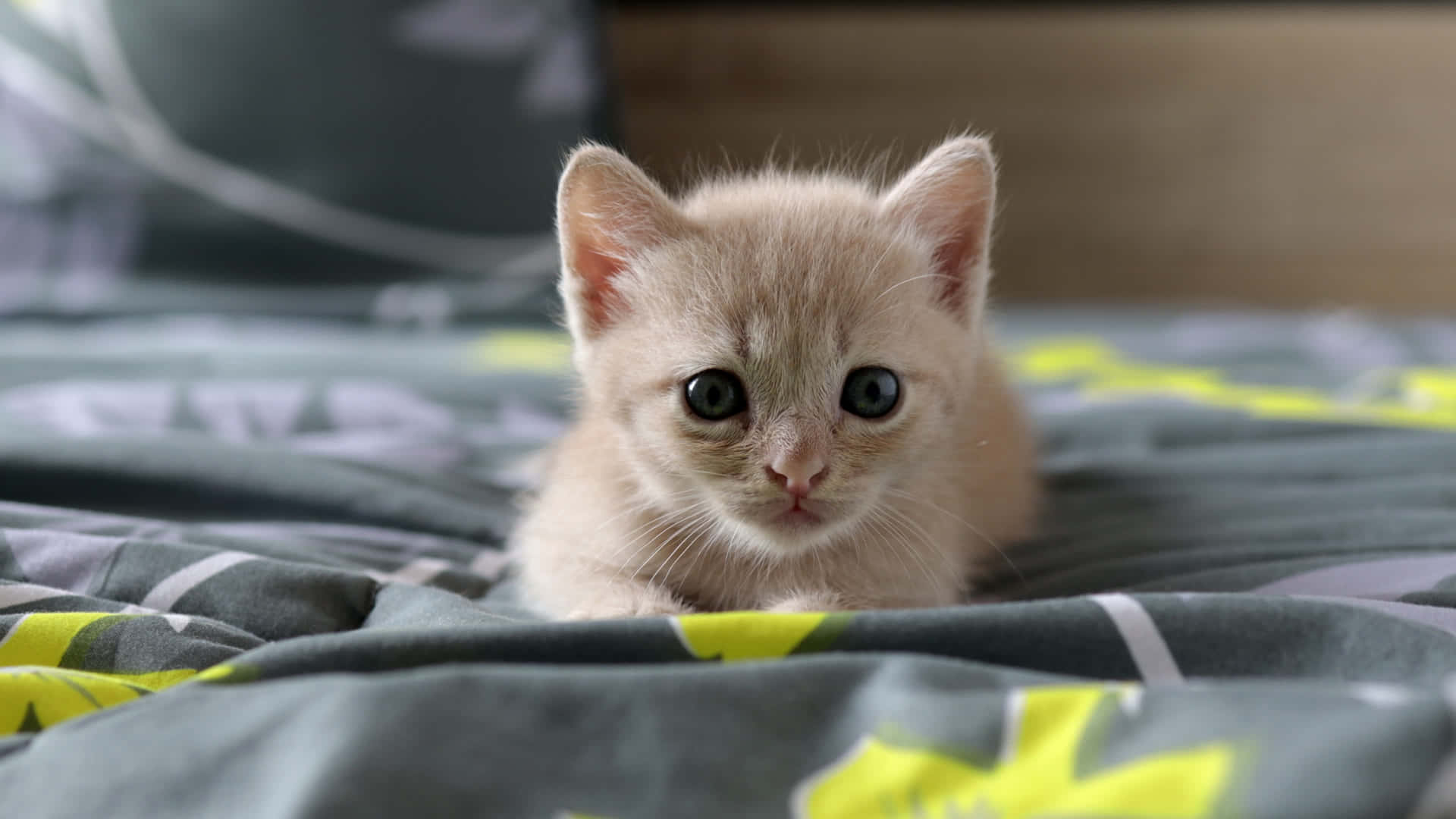 Funny Kitten On The Bed Picture