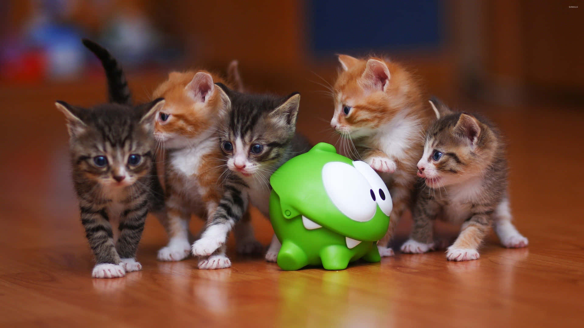 Funny Kitten Cats And Frog Toy Picture