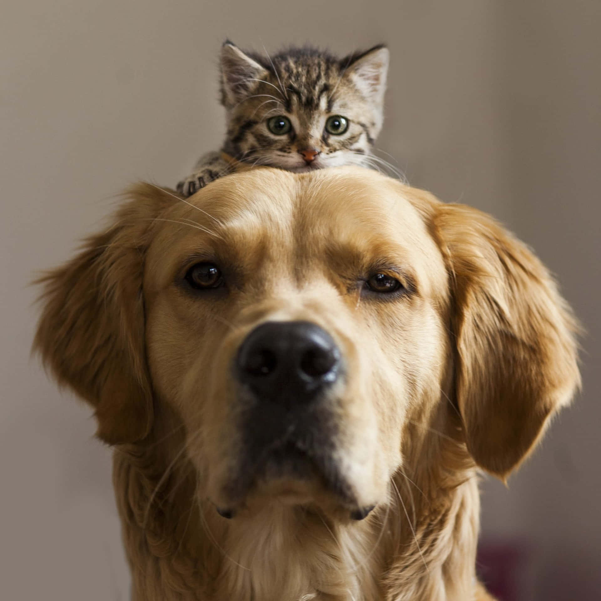 Funny Kitten Over Labrador's Head Picture