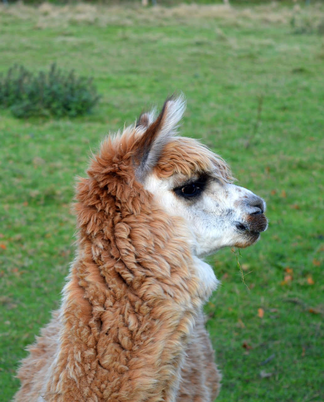 Funny Llama Looking Right Picture