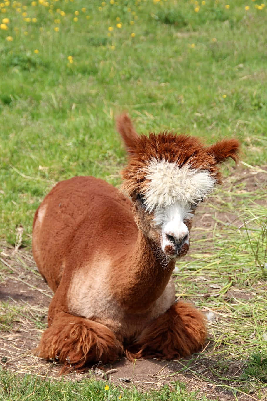 Baby Funny Llama In The Grass Picture