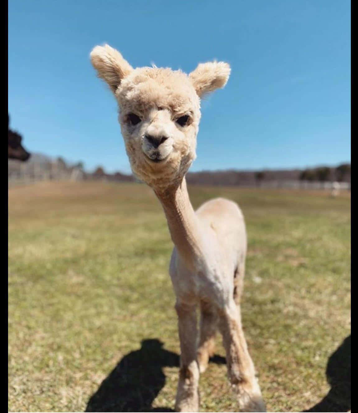 White Groomed Funny Llama Picture