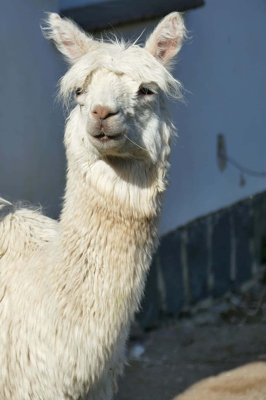 White Funny Llama Looking Far Picture
