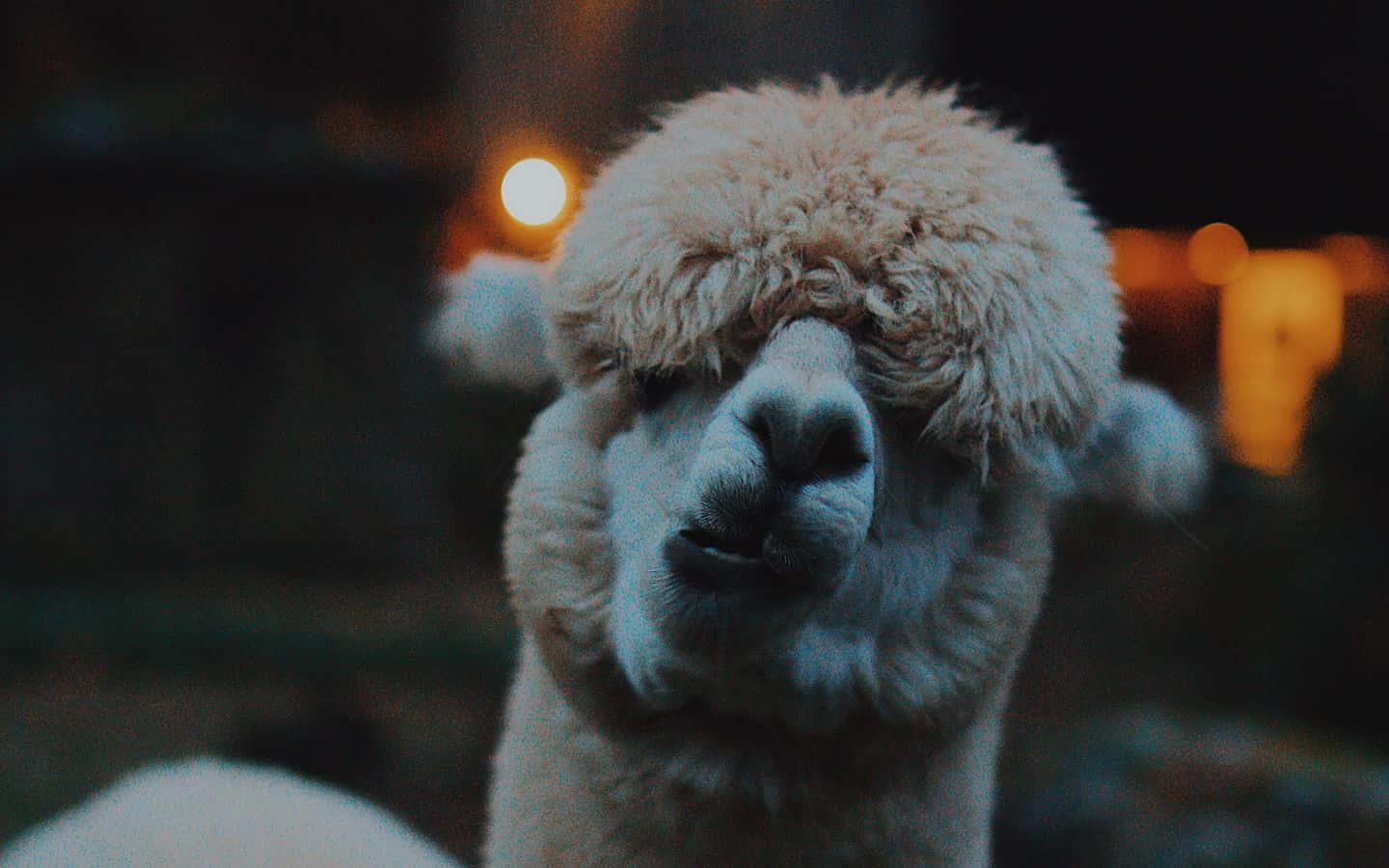Cool Hairy Funny Llama Picture