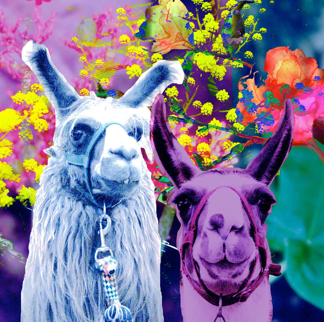 Colorful Two Funny Llama Picture
