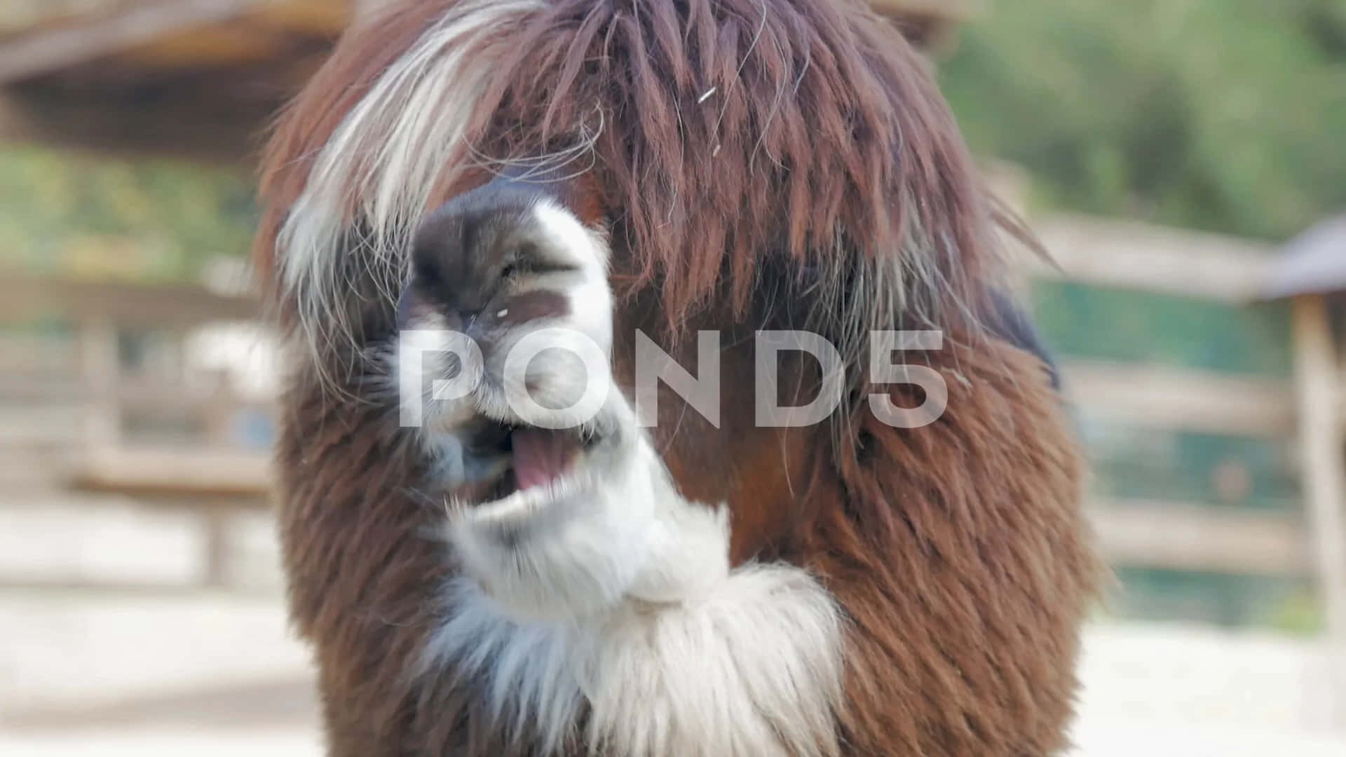 A Llama With Long Hair And A Big Mouth