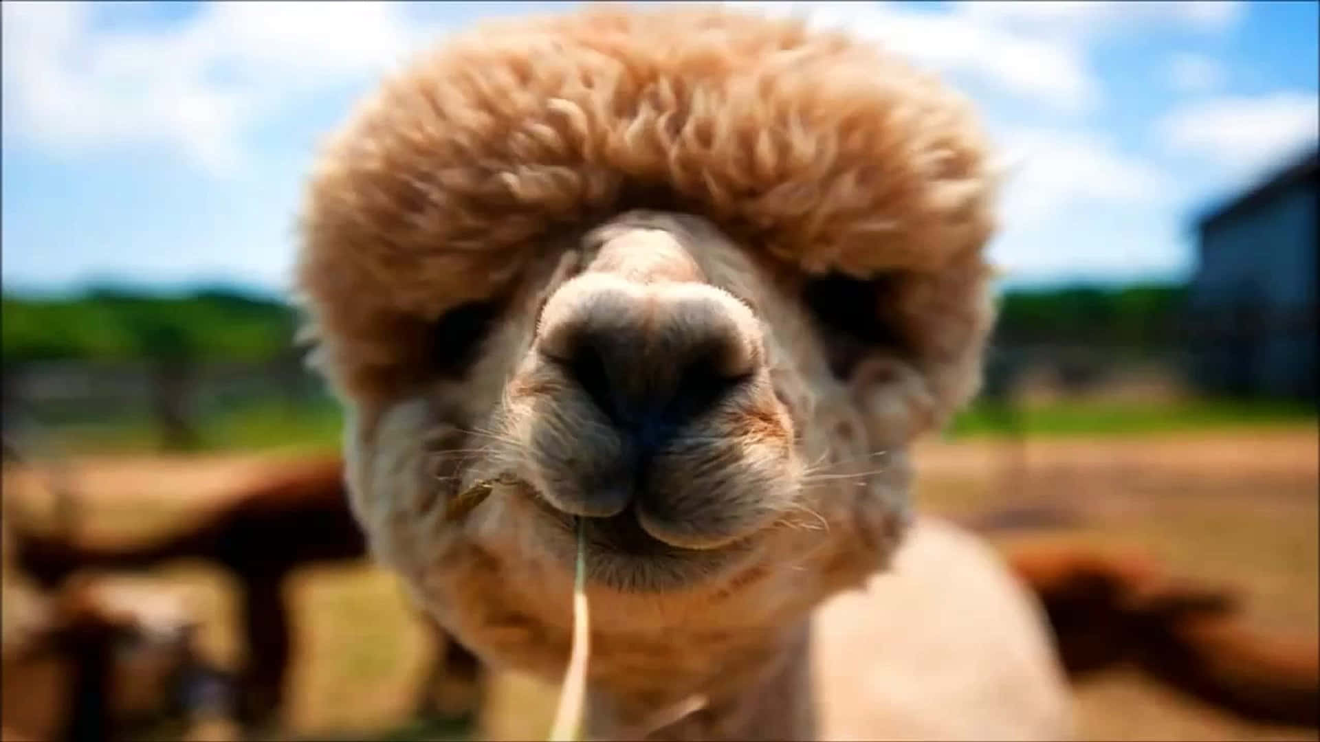 Funny Llama Eating Close Up Picture