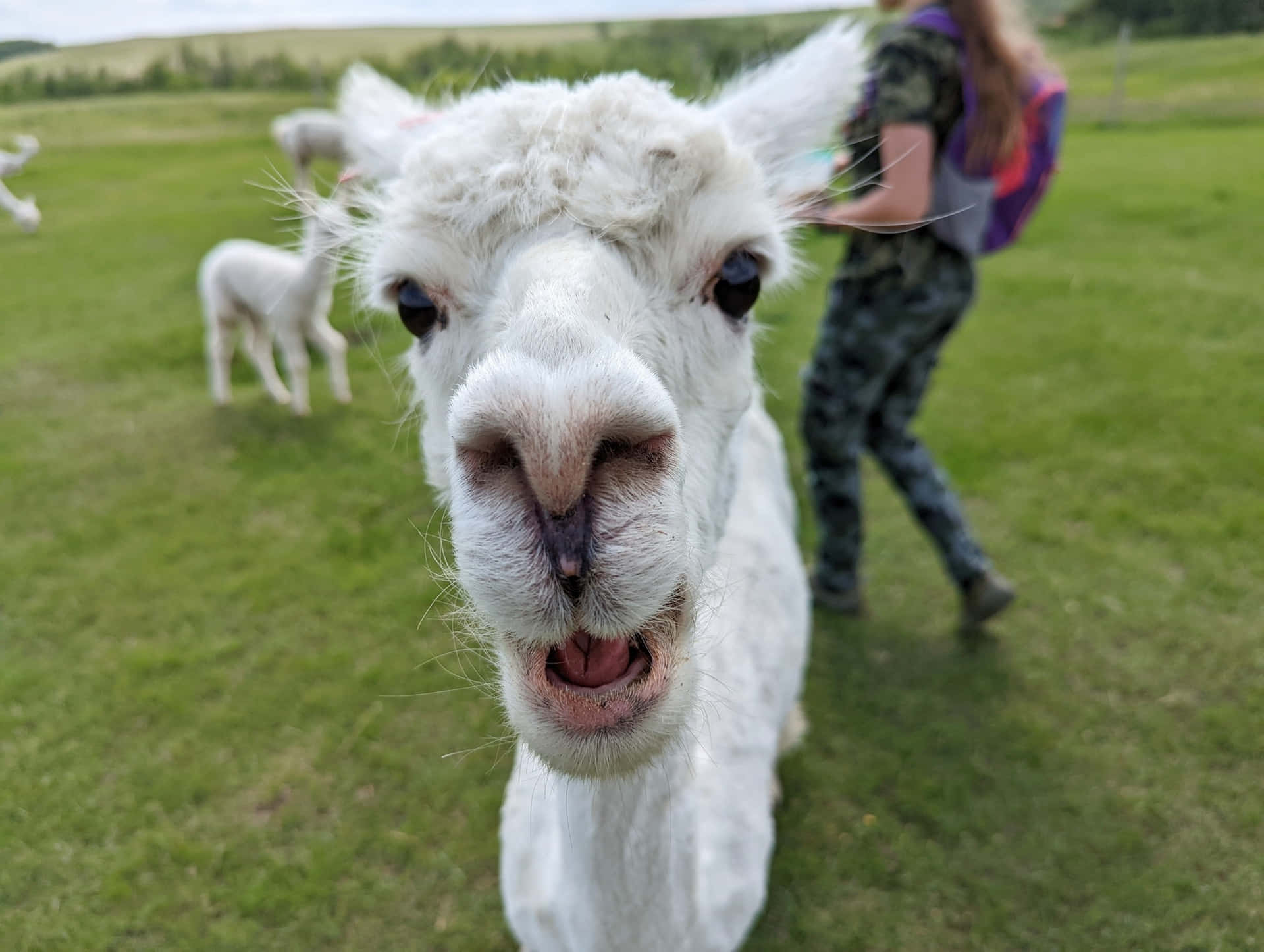 White Funny Llama Smiling Picture