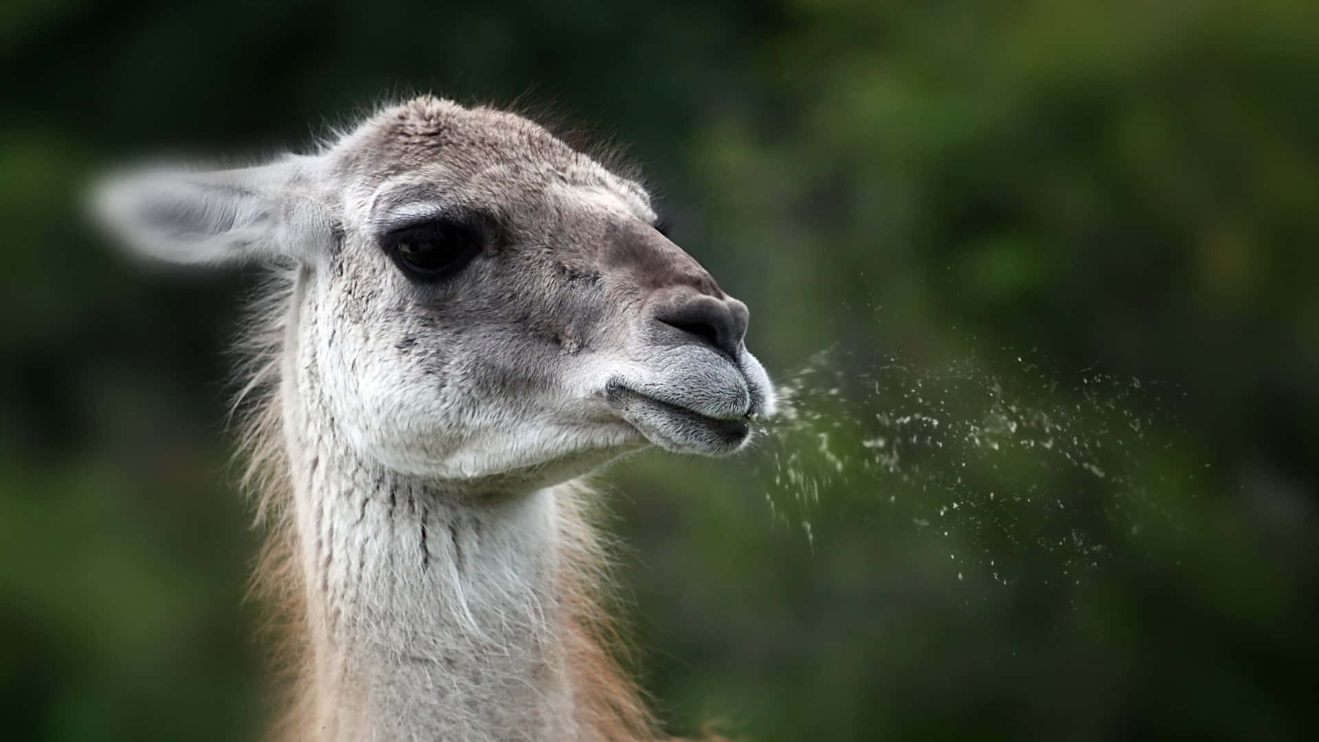 Funny Llama Spitting Water Picture